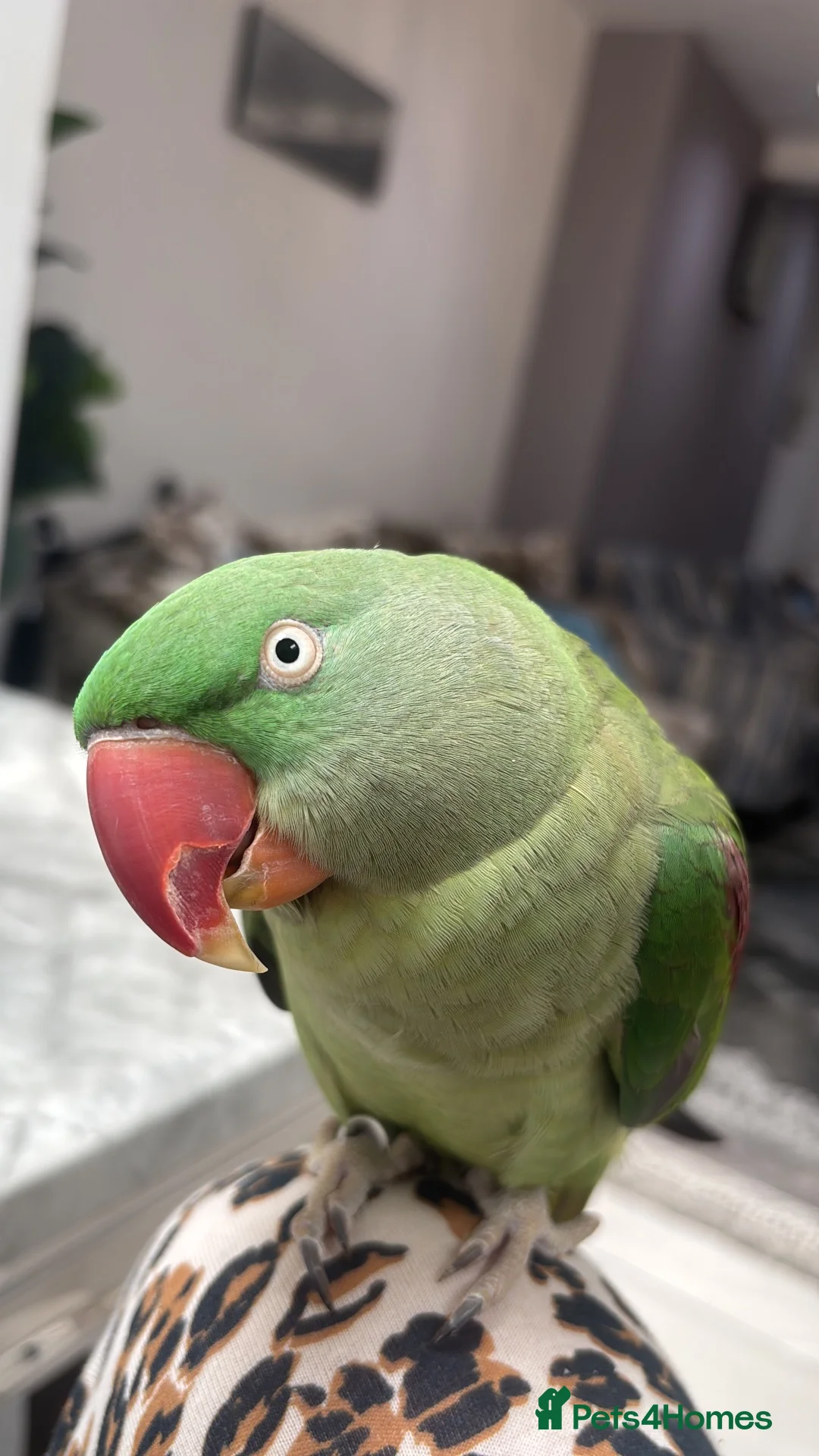 Parrots birds for sale: Kiwi 🥝  - Advert 2