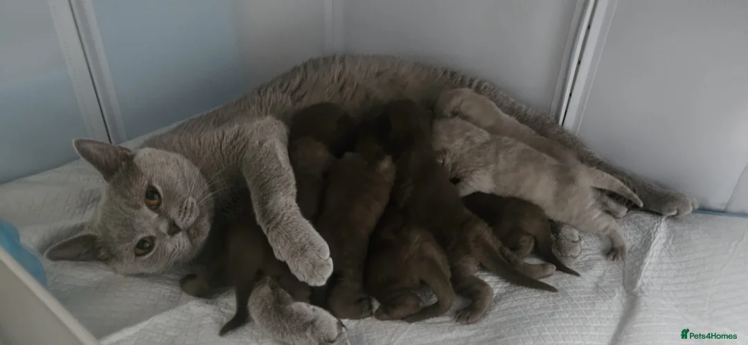 British Shorthair cats for sale: ✨ Stunning British Shorthair Kittens Available ✨ - Advert 19