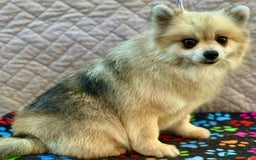 Pomeranian dogs for adoption: Teddy’s Story: The Little Heart - Image 5