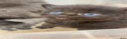 Mixed Breed cats for sale: Beautiful long haired kittens  in Deeside - Advert 4