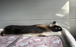 Netherland Dwarf rabbits for sale: Pure bred Netherland Dwarf (vaccinated) - Image 2