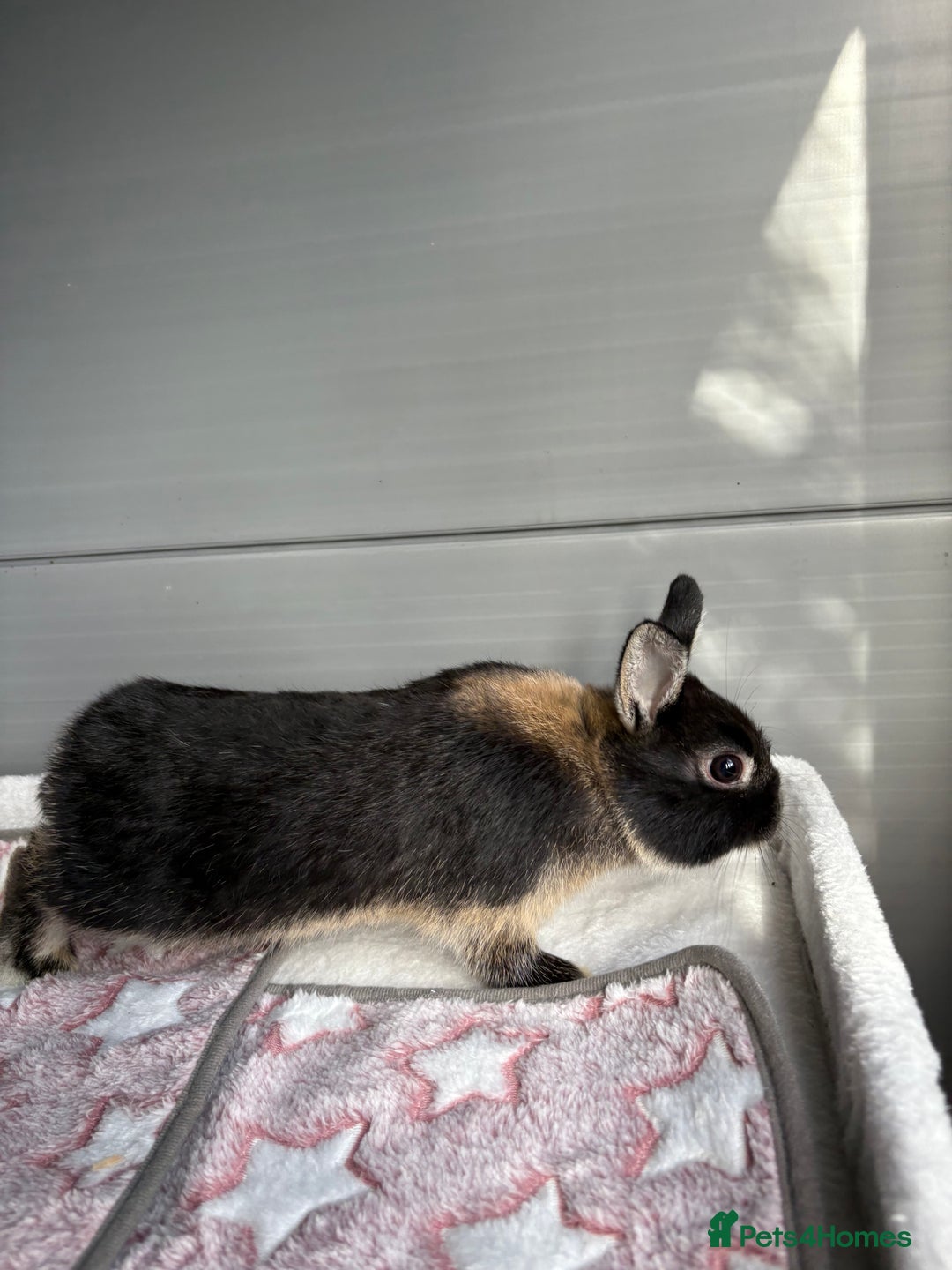 Netherland Dwarf rabbits for sale: Pure bred Netherland Dwarf (vaccinated) - Image 2