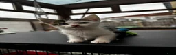 Mixed Breed cats for sale: Kittens for sale in Thornton-Cleveleys - Advert 6