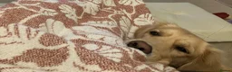 Golden Retriever dogs for sale: Gentle golden looking for a new family. in Taunton - Advert 4