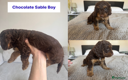 Cockapoo dogs for sale: Adorable F2 Cockapoo Puppies, Ready 12 Oct - Image 13