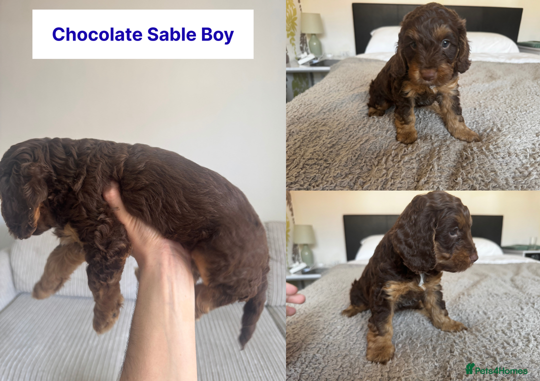 Cockapoo dogs for sale: Adorable F2 Cockapoo Puppies, Ready 12 Oct - Image 13