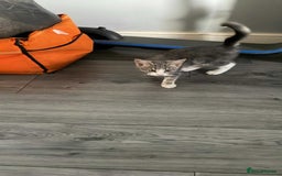 British Shorthair cats for sale: Grey and white male cat  - Image 2