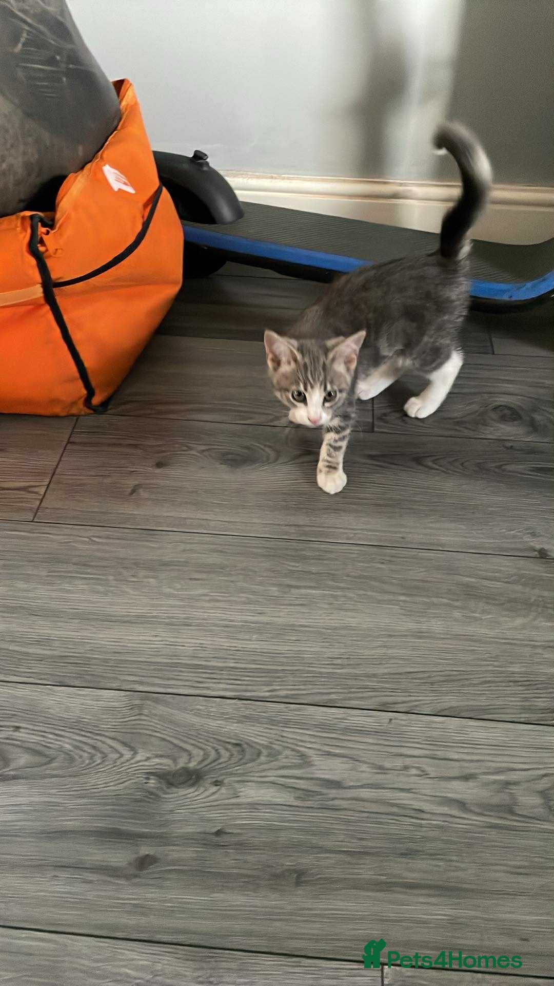 British Shorthair cats for sale: Grey and white male cat  - Image 2