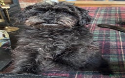 Maltipoo dogs for sale: Stunning Maltipoo Puppies ⭐️ DNA Tested ⭐️ - Image 30