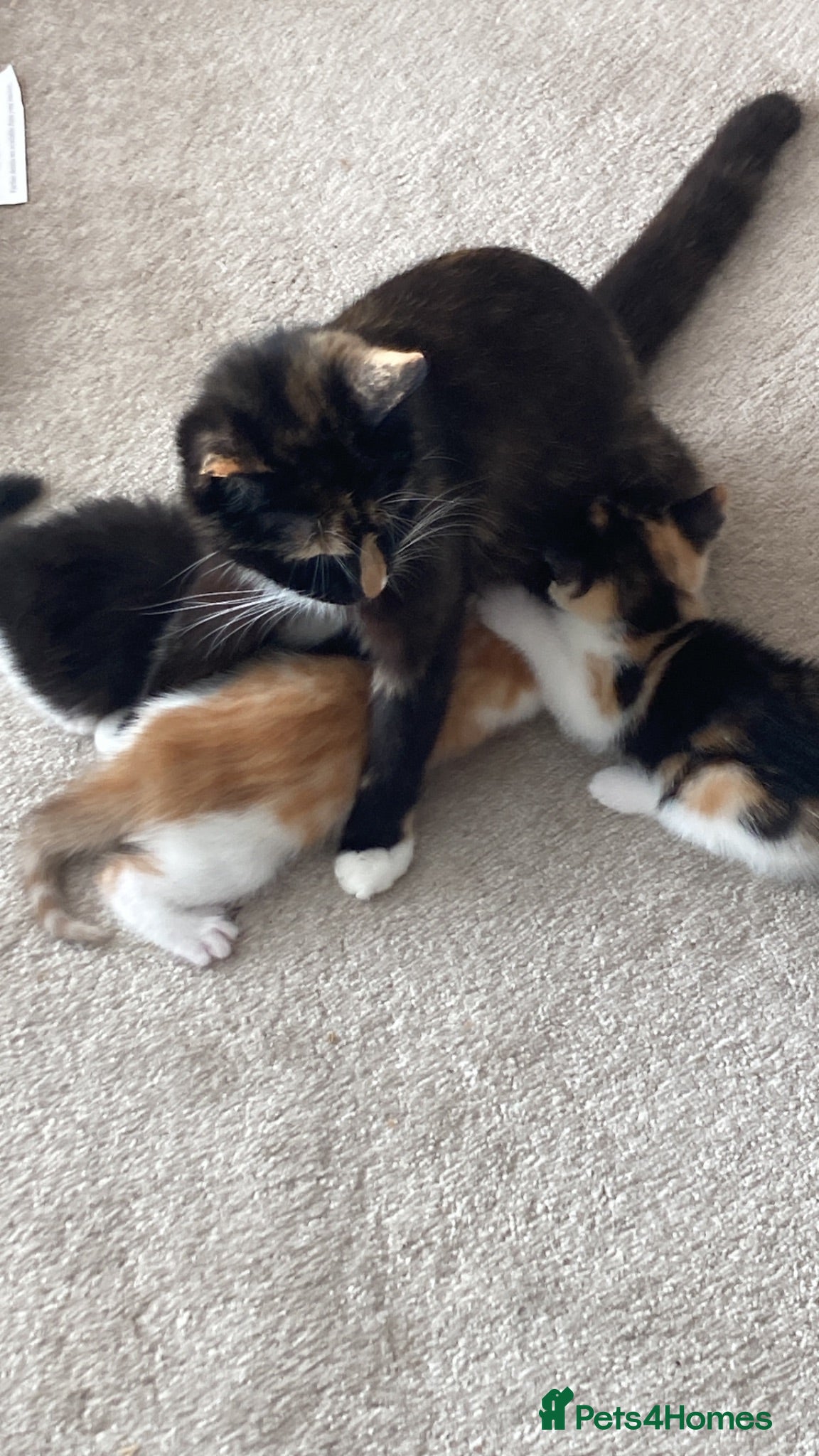 Mixed Breed cats Kittens looking for forever homes - Advert 12