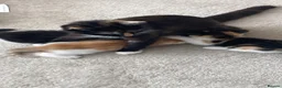 Mixed Breed cats for sale: Kittens looking for forever homes - Advert 1