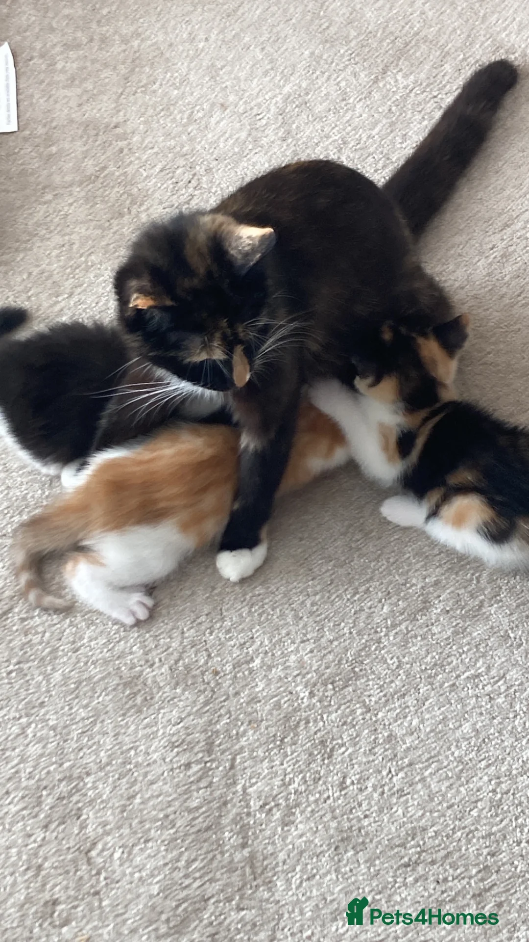 Mixed Breed cats for sale: Kittens looking for forever homes - Advert 1