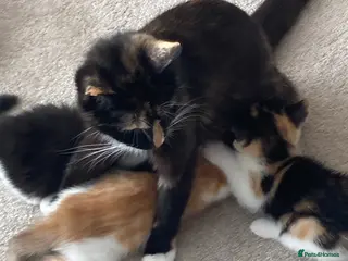 Mixed Breed cats Kittens looking for forever homes - Advert 1