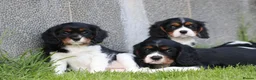 Cavalier King Charles Spaniel dogs for sale: Beautiful Cavalier King Charles Spaniel puppies - Advert 1