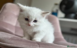 Ragdoll cats for sale: Gorgeous Balls Of Fluff 🥰😻🤗 - Image 5
