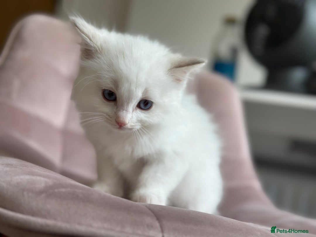 Ragdoll cats for sale: Gorgeous Balls Of Fluff 🥰😻🤗 - Image 5