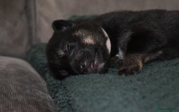Shepsky dogs for sale: German shepherd x husky puppies - Image 31