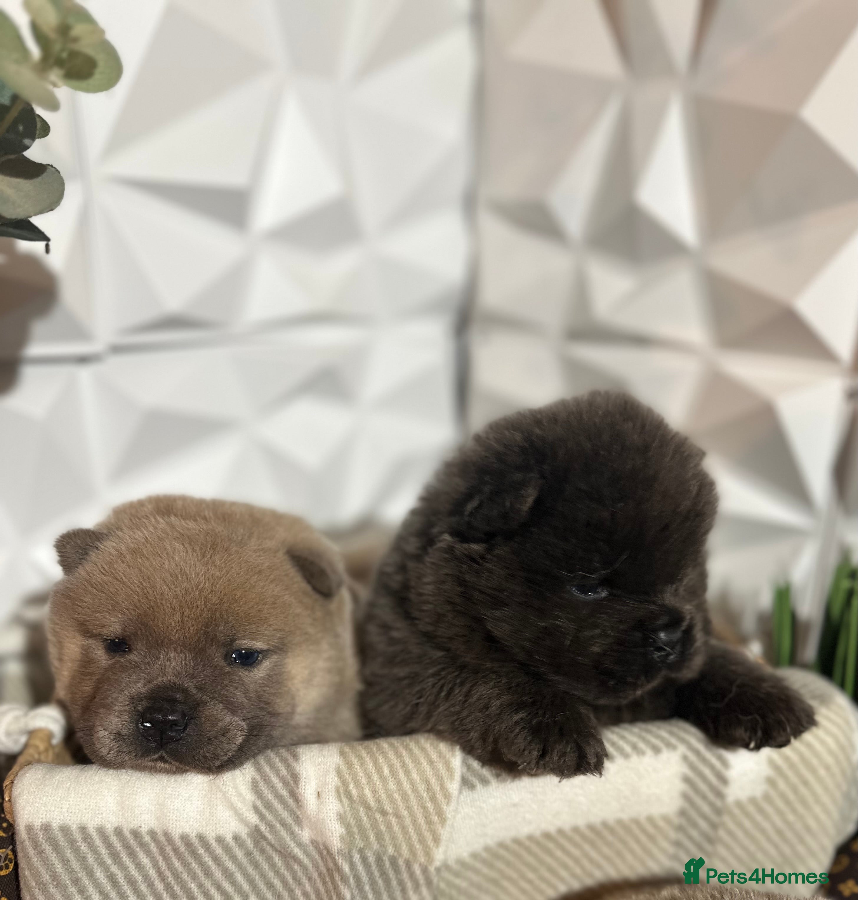 Chow Chow dogs 4 stunning pedigree chow chow puppies  - Advert 15