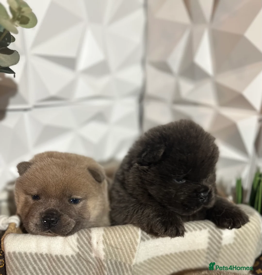 Chow Chow dogs for sale: 4 stunning pedigree chow chow puppies  in Walsall - Advert 3