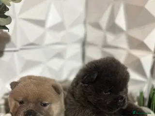 Chow Chow dogs 4 stunning pedigree chow chow puppies - Advert 15