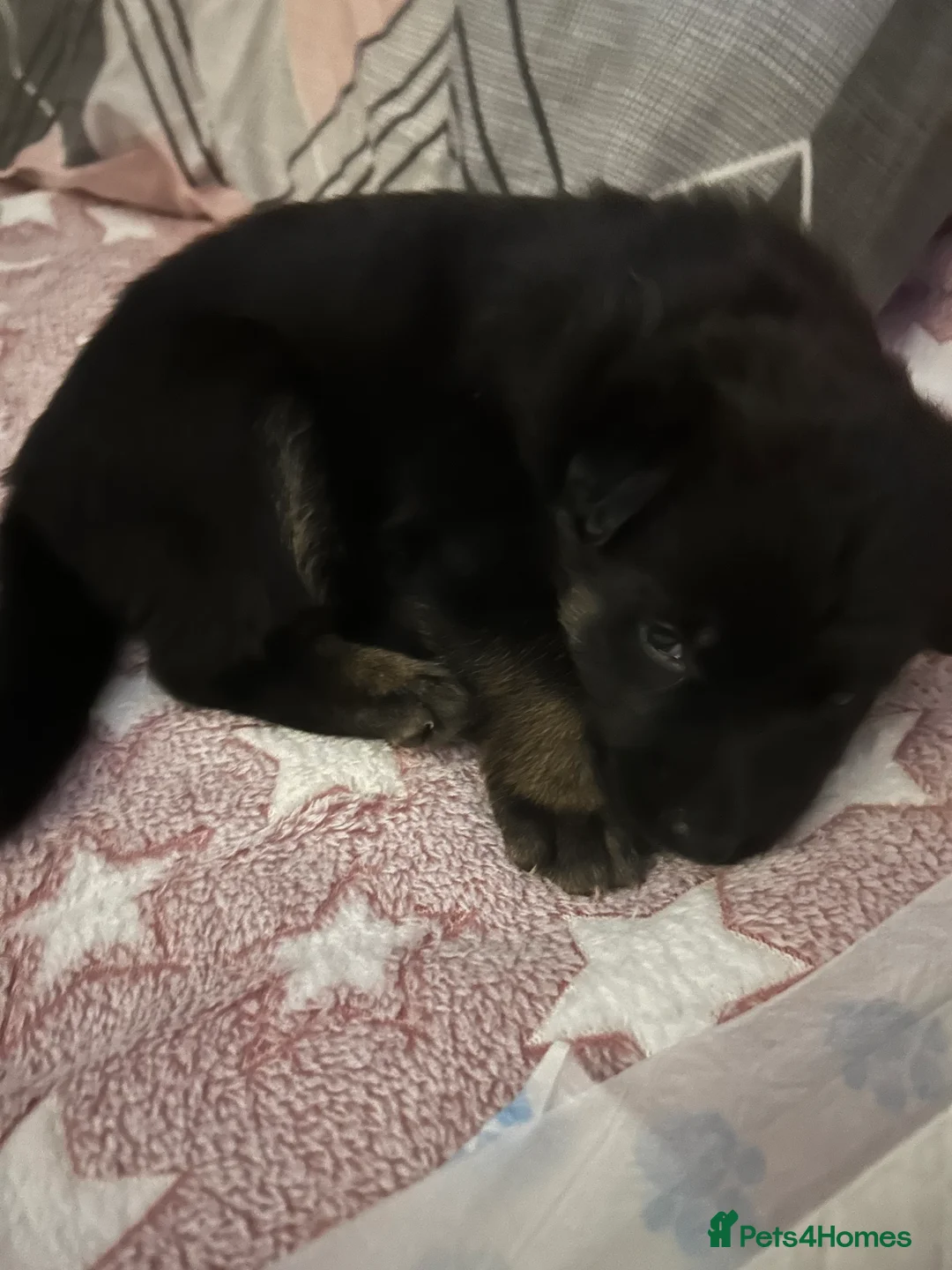 German Shepherd dogs for sale: 2 KC registered German shepherd girls for sale - Advert 6