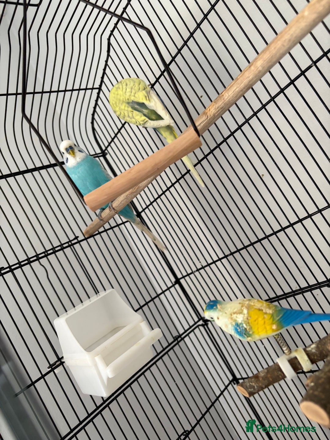 Budgerigars birds for sale: 2 pairs of Budgies  - Image 5