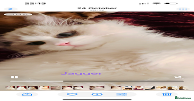 Ragdoll cats - Advert 2