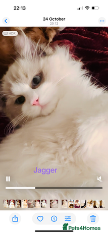 Ragdoll cats - Advert 6