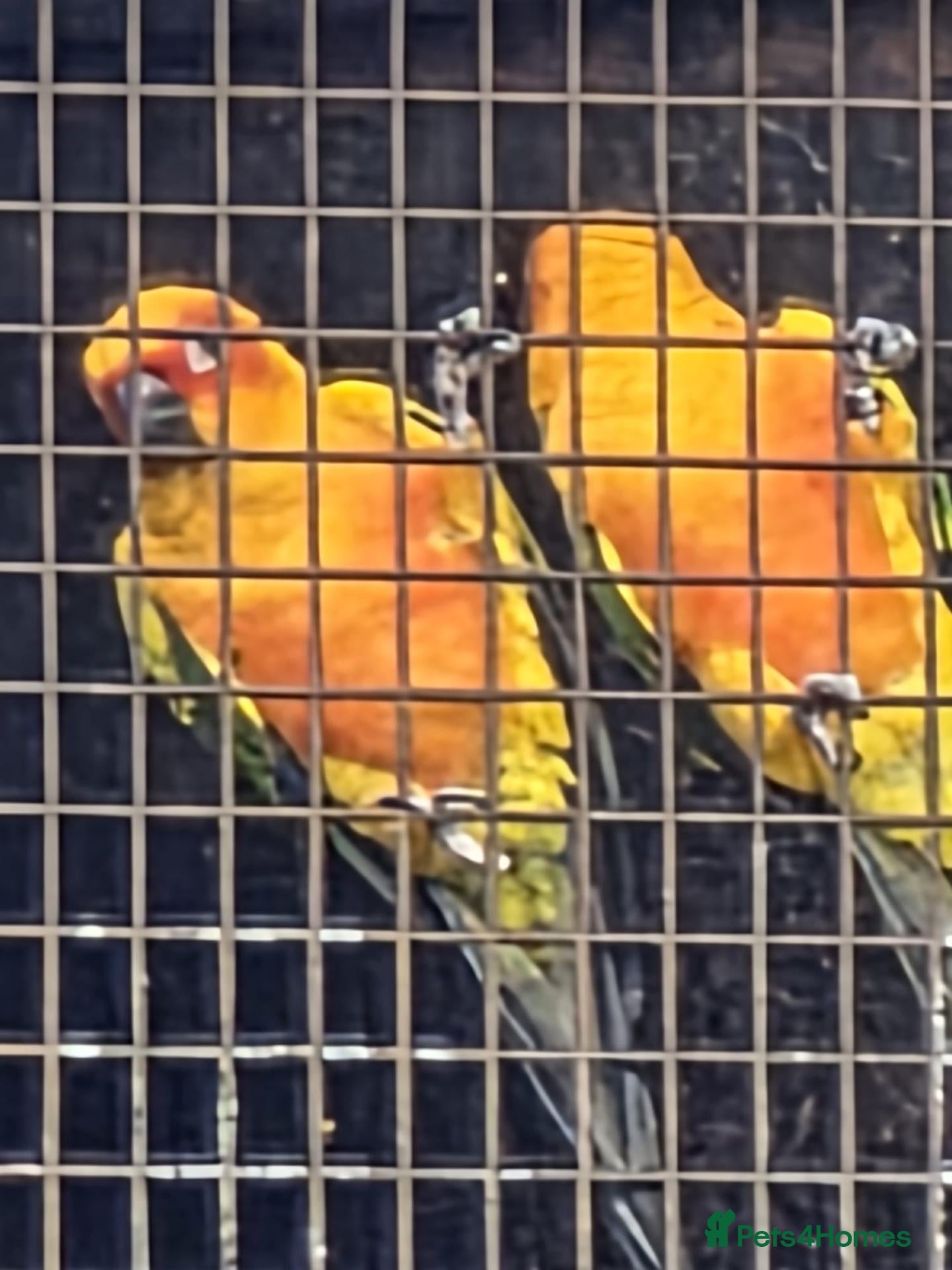Parakeets birds Sun conures, hahns macaws, derbyans  - Advert 1