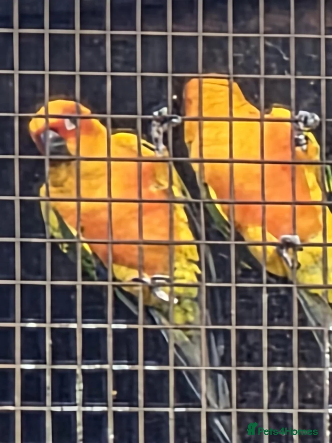 Parakeets birds for sale: Sun conures, hahns macaws, derbyans  - Advert 1