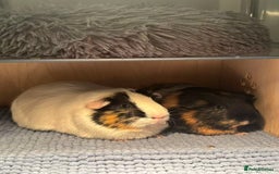 Guinea Pig rodents for sale: (Reserved) 2 Female Guinea Pigs for sale - Image 1