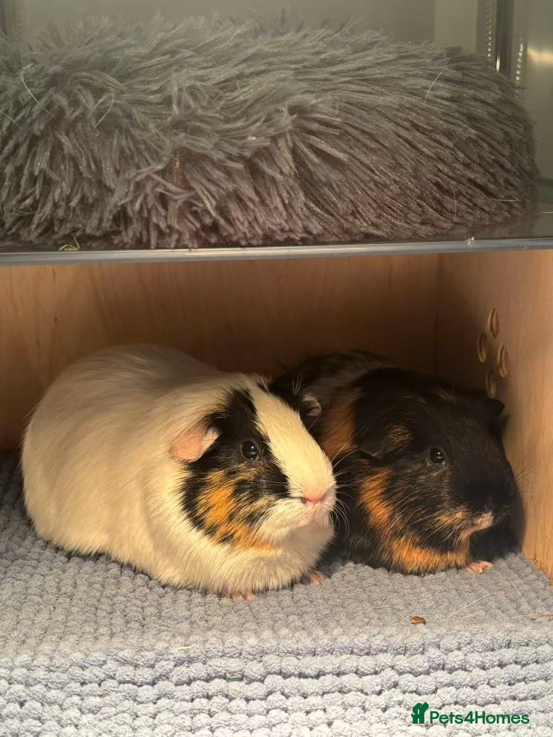 Guinea Pig rodents for sale: (Reserved) 2 Female Guinea Pigs for sale - Image 1