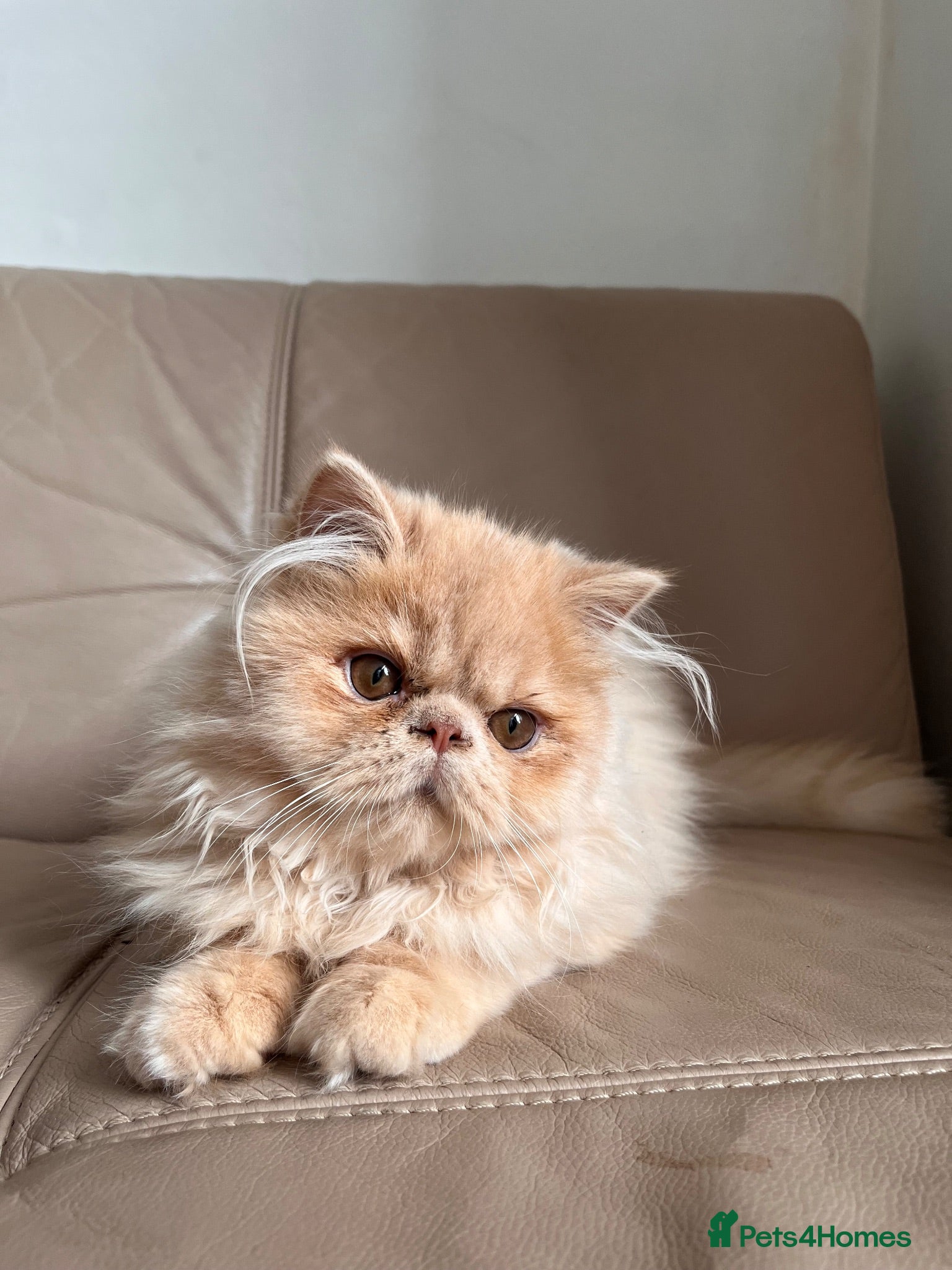 Persian cats 🐾 Persian Kittens for Sale 🐾 - Advert 17