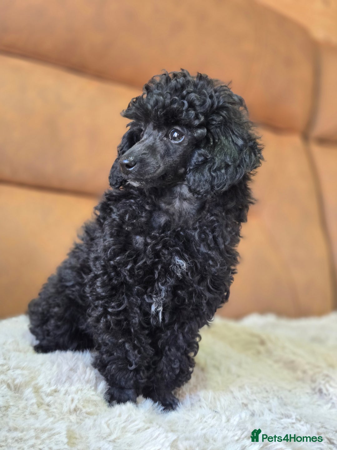 Toy Poodle dogs for sale: Gorgeous Tiny Toy Poodle Pups  - Image 38
