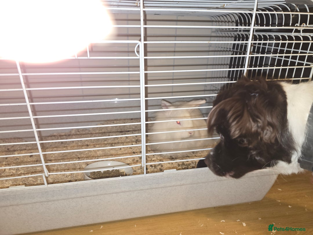 Lionhead rabbits for sale: Lionhead forsale - Advert 11