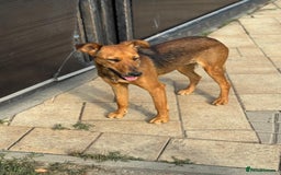 Mixed Breed dogs for adoption: Our lovely Angie, available for cuddles - Image 18