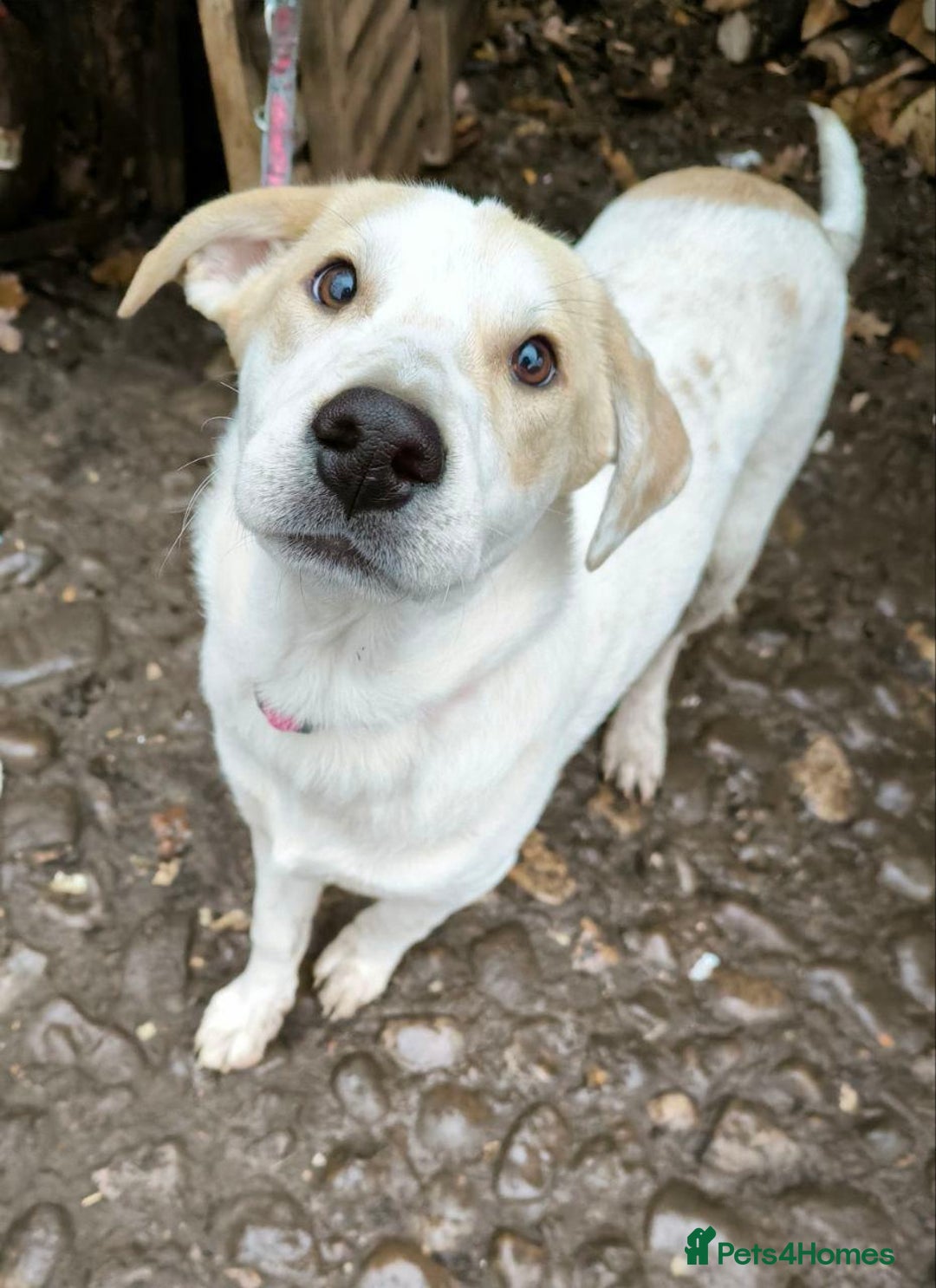 Mixed Breed dogs for adoption: 💙🐶 LEO 🐶💙 - Advert 17