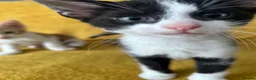 Mixed Breed cats for sale: GORGEOUS KITTENS  - Advert 2