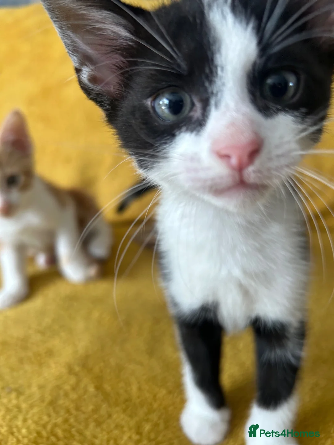Mixed Breed cats for sale: GORGEOUS KITTENS  - Advert 2