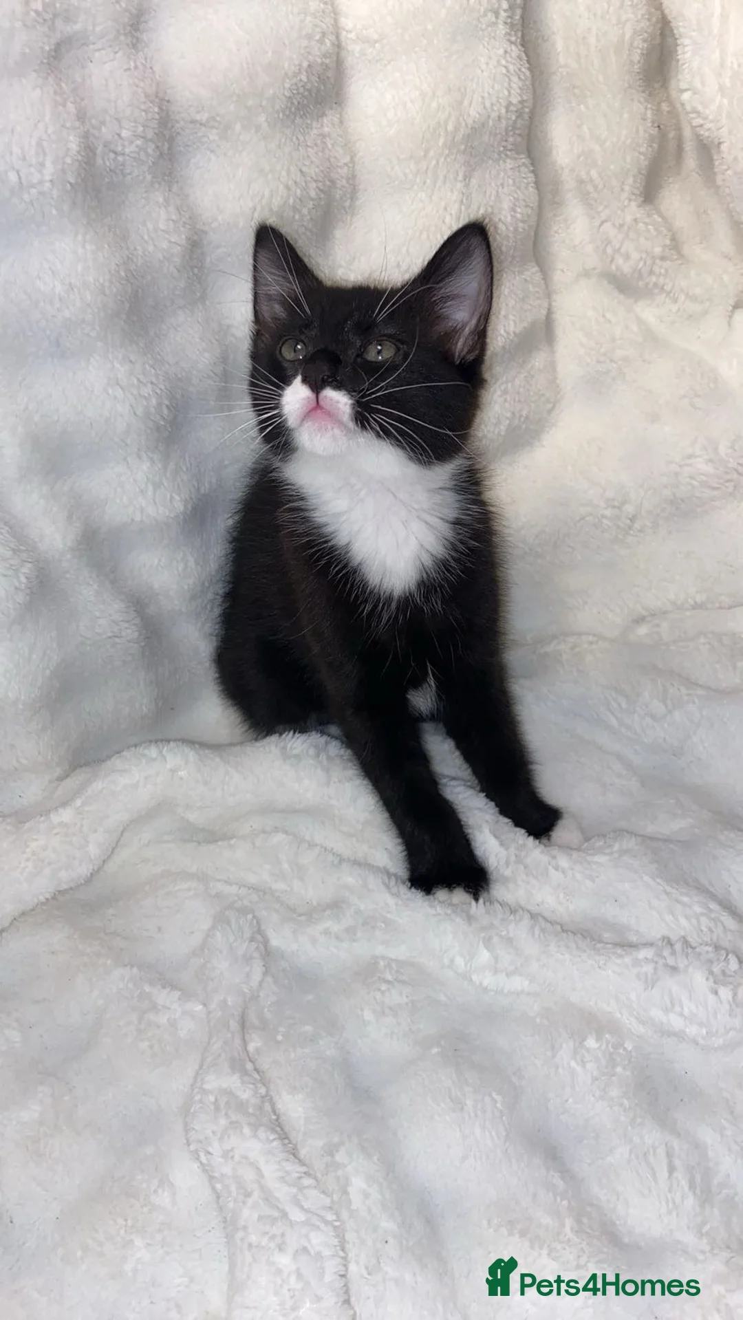 Mixed Breed cats for sale: Adorable Male Kitten Awaiting His Forever Home🏡 - Advert 2