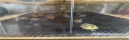 Quail poultry for sale: Button quail chicks in Carnforth - Advert 2