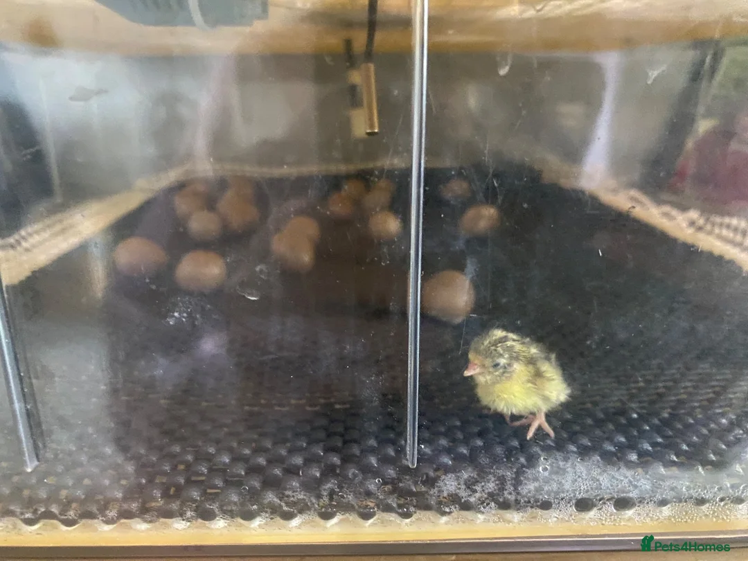 Quail poultry for sale: Button quail chicks in Carnforth - Advert 2