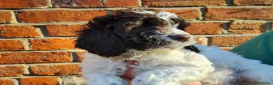 Cockapoo Puppy 2