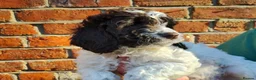 Cockapoo dogs for sale: beautiful Cockapoo puppies in Southsea - Advert 5