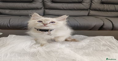 Ragdoll cats - Advert 15