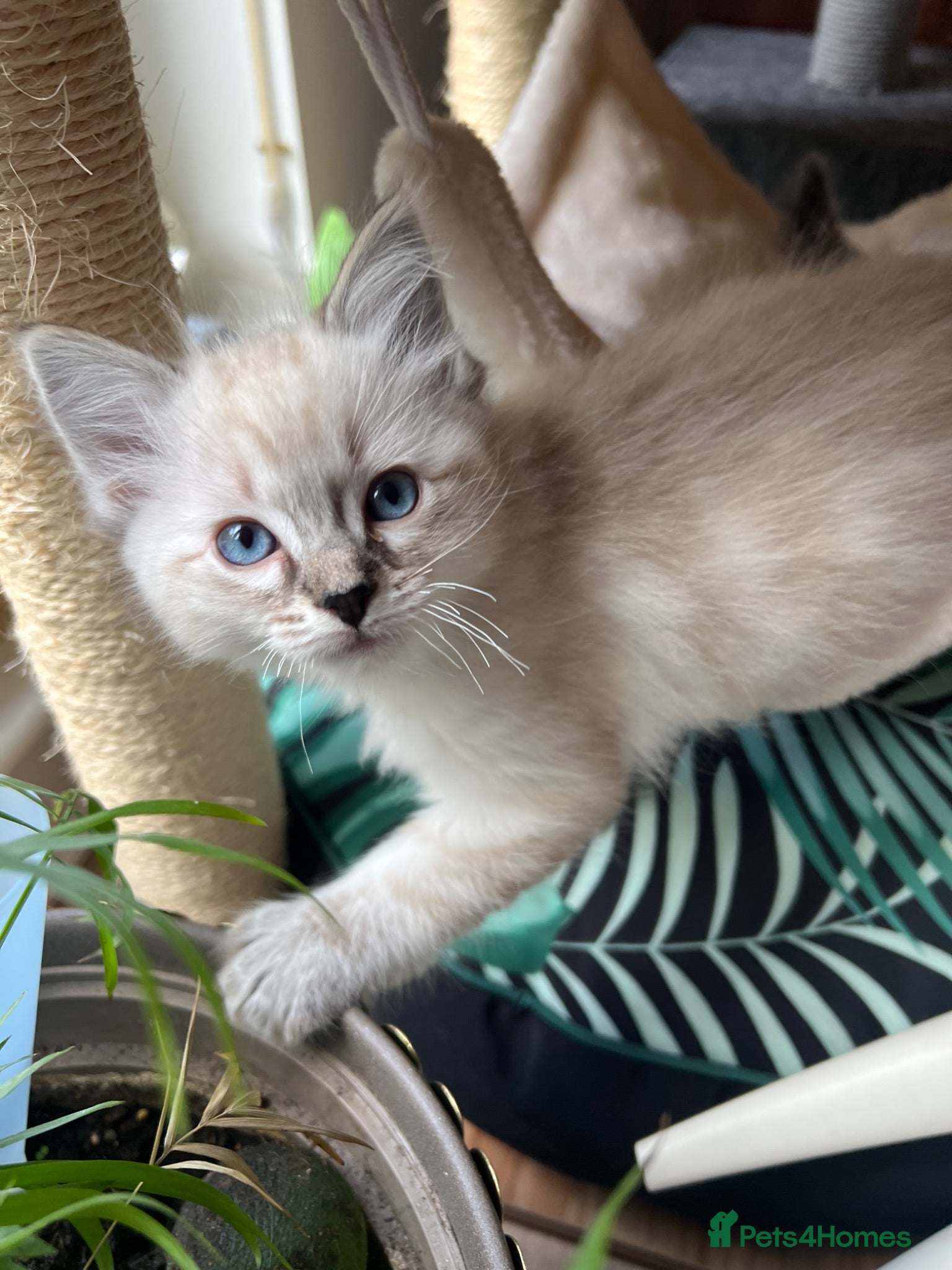 Ragdoll cats Beautiful 3 Ragdolls full of furry fun ❤️❤️❤️ - Advert 12
