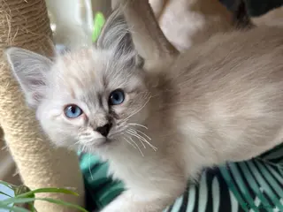 Ragdoll cats Beautiful 3 Ragdolls full of furry fun ❤️❤️❤️ - Advert 2
