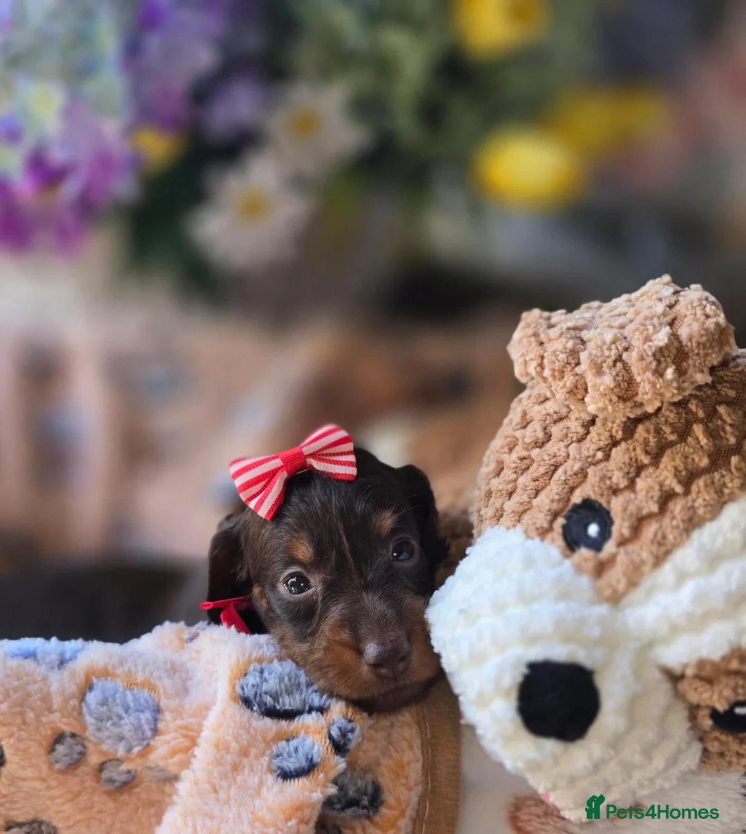 Doxiepoo dogs for sale: Stunning F1 doxipoo puppies  - Advert 24