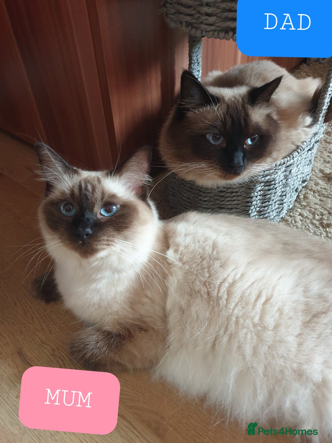 Ragdoll cats for sale: 5 fully seal point ragdoll kittens  - Image 28