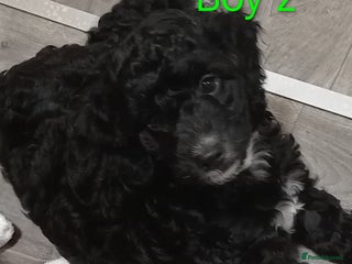 Cockapoo dogs Cockapoo - Advert 15